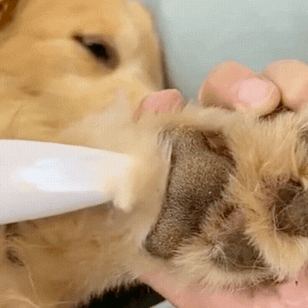 Bleemy™ Pro — Tondeuse Silencieuse Rechargeable pour Chiens & Chats, Poils Courts & Longs
